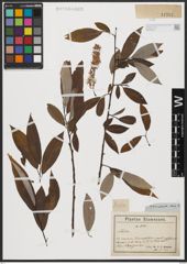 Foto von Salix acmophylla Boiss.